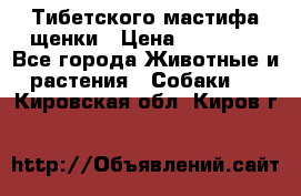  Тибетского мастифа щенки › Цена ­ 10 000 - Все города Животные и растения » Собаки   . Кировская обл.,Киров г.